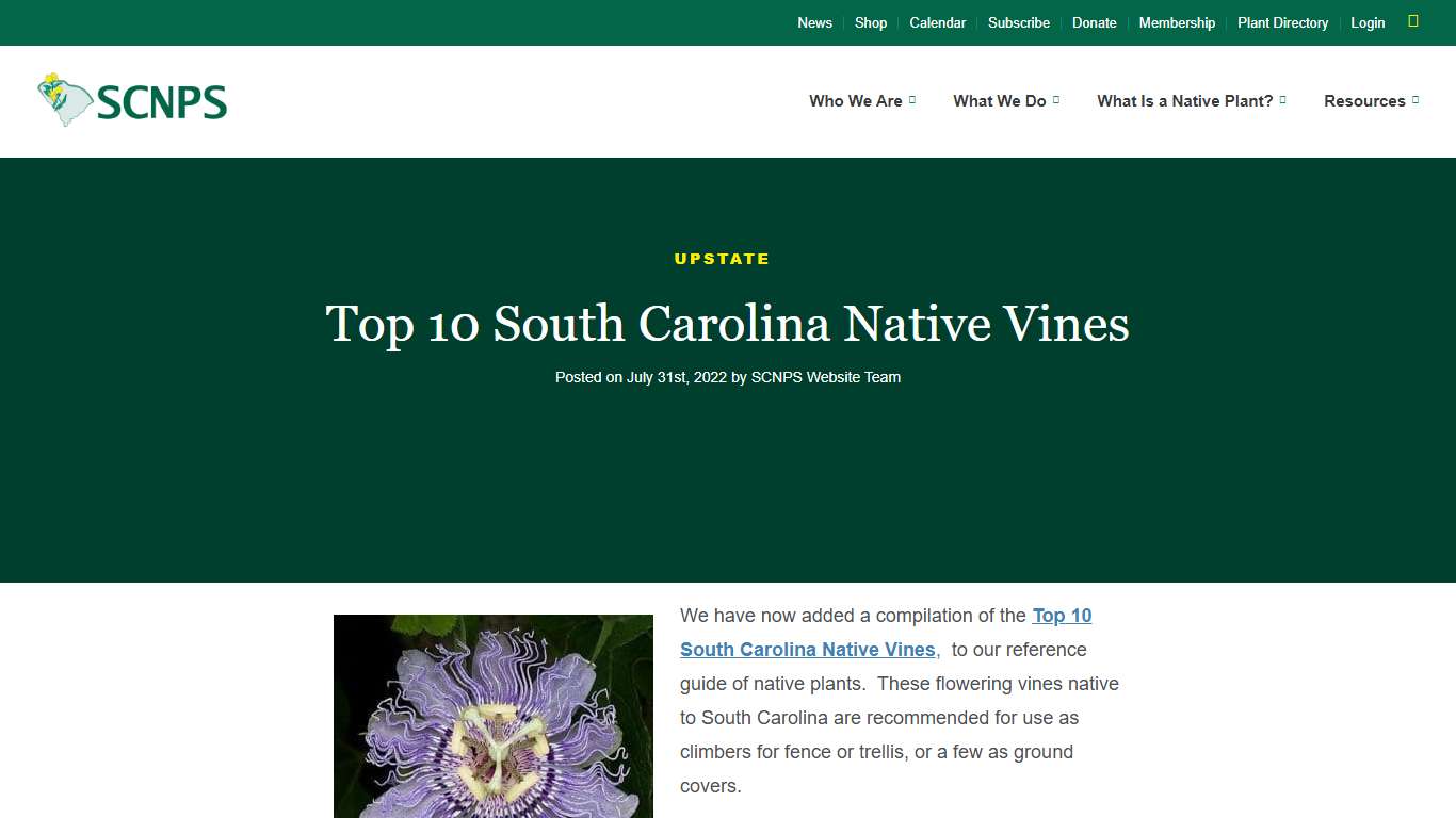 Top 10 South Carolina Native Vines | South Carolina Native Plant Society
