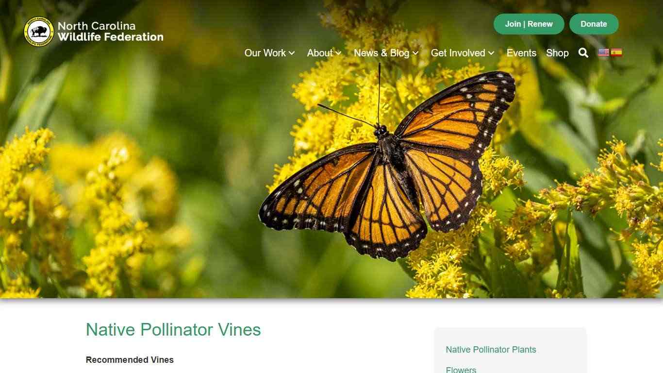 North Carolina Native Pollinator Vines - North Carolina Wildlife Federation
